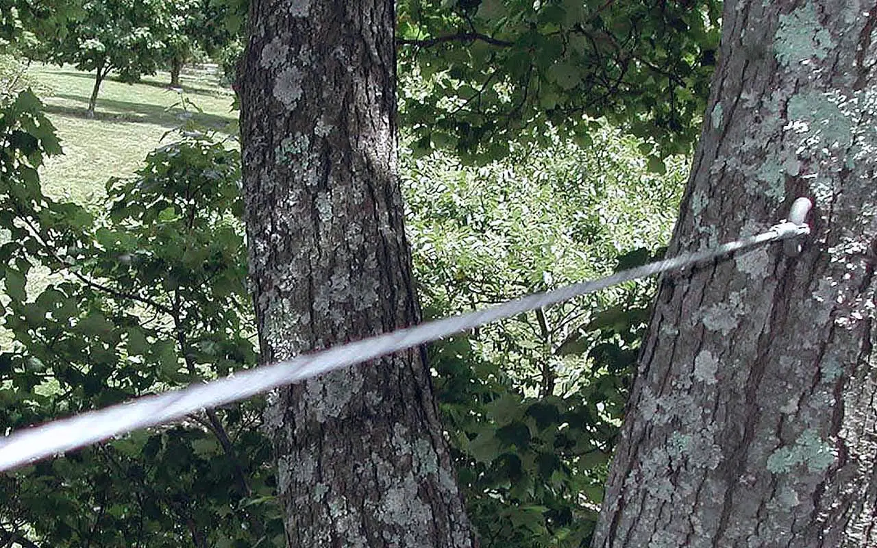 Support cable installed between two tree trunks