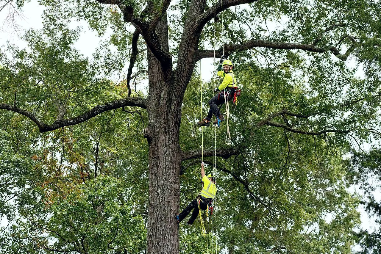 Two Bartlett climbers roped high in the canopy of a large tree