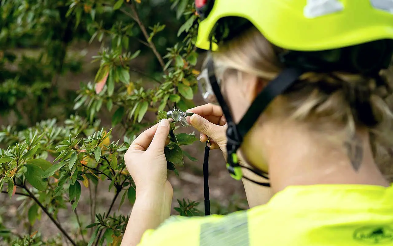 Bartlett arborist examining an azalea leaf through a hand lens