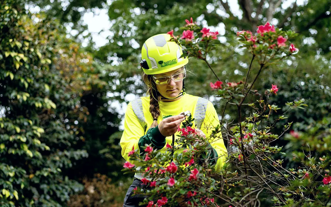 Bartlett arborist in a hard hat inspecting azalea blooms