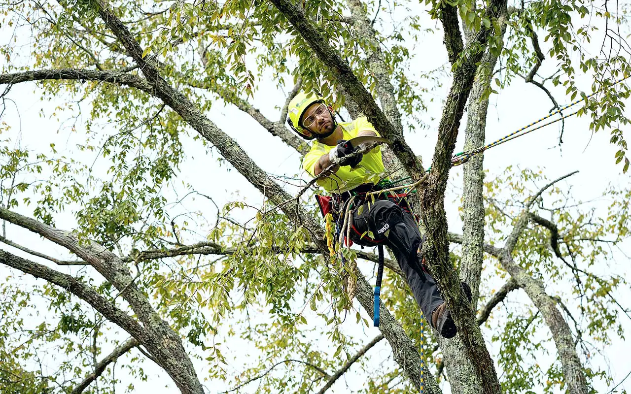 Bartlett climber pruning among branches, seen from below