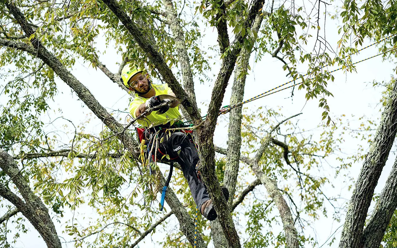 Bartlett arborist climbing through a tree canopy on ropes