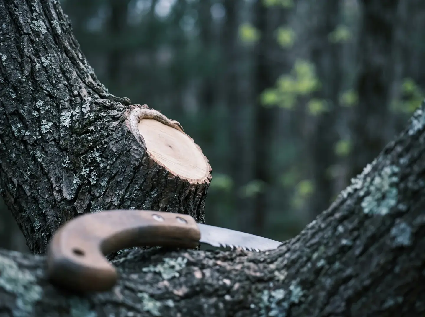 A clean pruning cut on a lichen-flecked oak limb, a curved pruning saw resting in the foreground