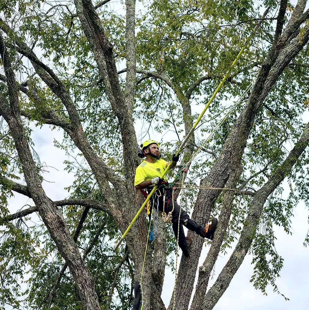 Bartlett climber aloft in a tree with ropes and a saw